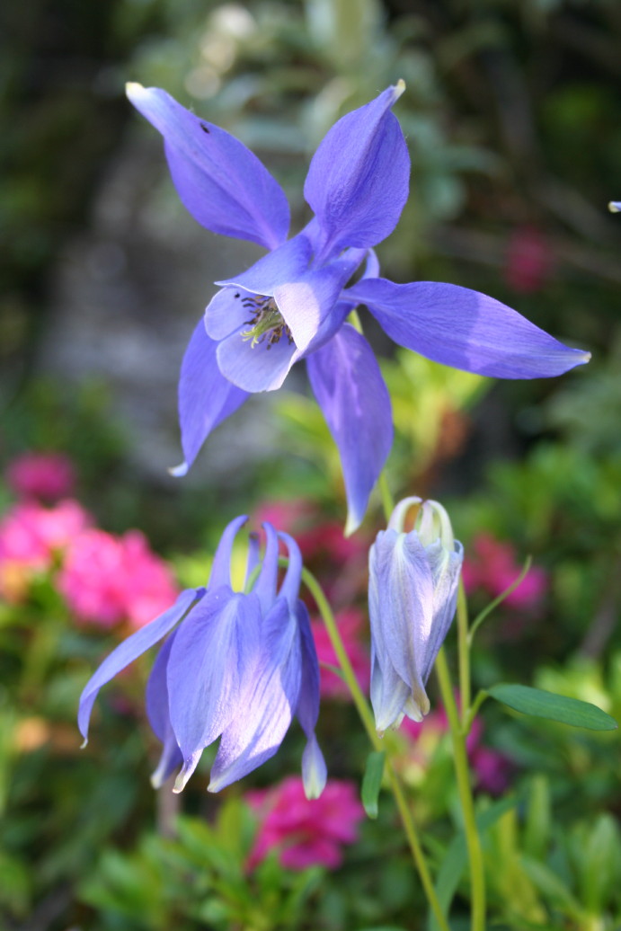 Flora Alpina delle Alpi Occidentali